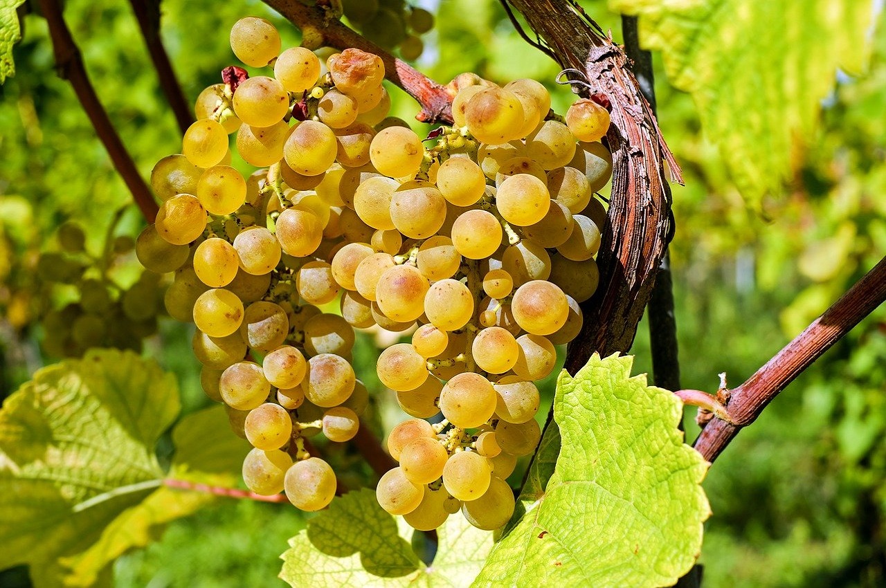 I vitigni e i vini dell'Emilia-Romagna | Agriturismo La Brezza