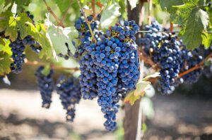 I vitigni e i vini dell'Emilia-Romagna | Agriturismo La Brezza
